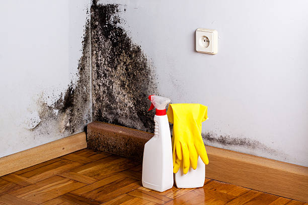 Best Water Damage & Mold Remediation  in Nashwauk, MN